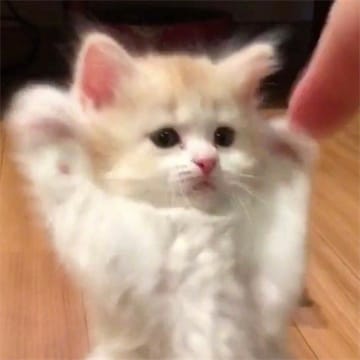 Avatar người dùng An